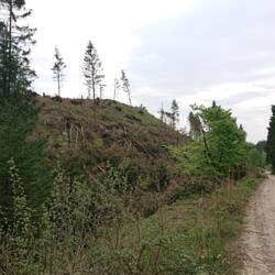 Der ganze Hang weggepustet vom letzten Sturm. Hoffentlich darf hier was anders wachsen als Fichten.