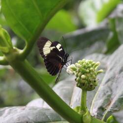 Væksthusene i Botanisk Have
