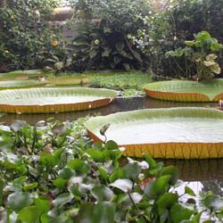 Væksthusene i Botanisk Have