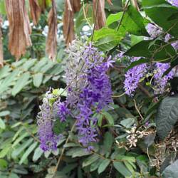 Væksthusene i Botanisk Have