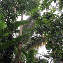 Væksthusene i Botanisk Have