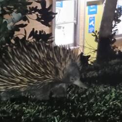 Echidna, snuffling for ants behind the van one evening