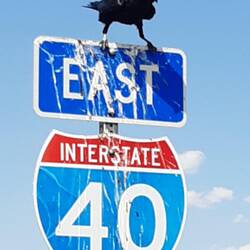 der Rabe musste sich bei dem Wind doch festhalten