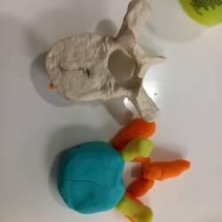 Play dough thoracic vertebra.