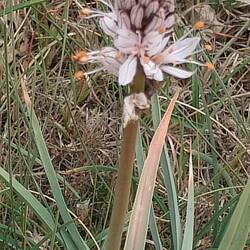 Interessantes Gewächs 🤔
