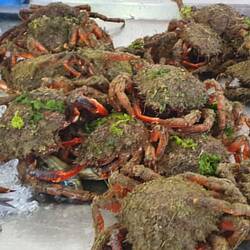 Was es so alles gibt am Fischmarkt