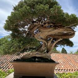 Beautiful small bonzai tree
