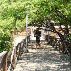 Am Steg vertreiben sich die Leguane ihre Zeit