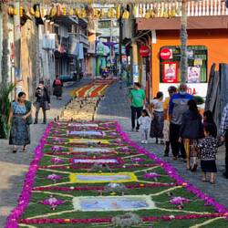 Kilometerlang ziehen sich die Alfombras durch den ganzen Ort 🌼