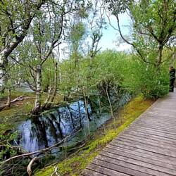 Zum Ende, Bohlenwege durch tolles Sumpfgebiet!