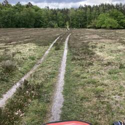 Typisch Lüneburger Heide
