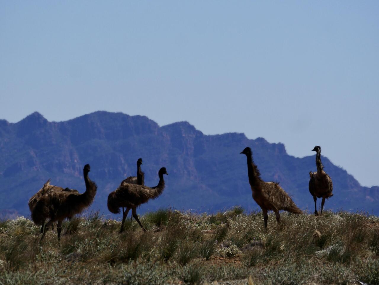 Emus at Stokes Hill look out