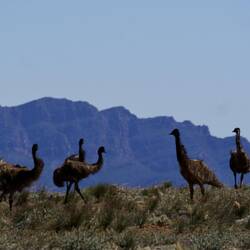 Emus at Stokes Hill look out