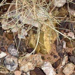 Sadly not gold just a rock