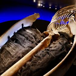 Blue Whale skeleton