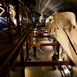 Other whale skeletons