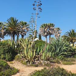 Was so alles wächst