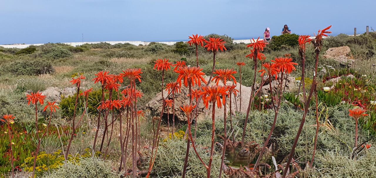 Faszinierende Flora an der Algarve
