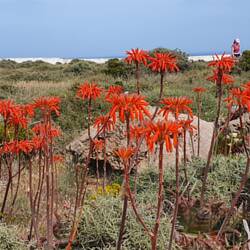 Faszinierende Flora an der Algarve