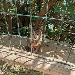 Finally found a cat in Spain