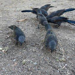 Native Apostlebirds (grey jumpers) - sooo loud and ancient looking