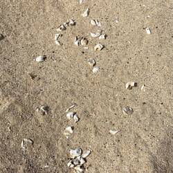 Turtle hatchling egg shells.