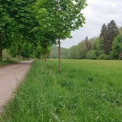 Nsg-Selketal. So sah es die ganze Zeit über aus. 1a Fahrradweg.