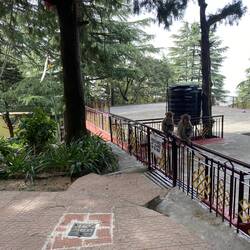 הקופים השלווים בטושיטה