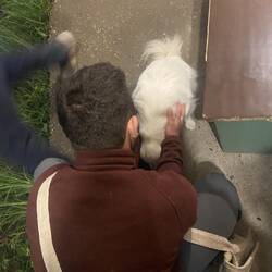 חלק מהאלבום שרועי עומל עליו ׳תומר בוגד במיקו׳