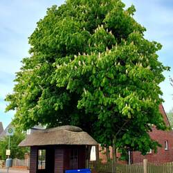 Bushaltestelle reedgedeckt!