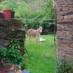 Ein Ort für das Haustier