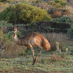 Emu - de grössti Vogel z'Australie ond de zweitgrössti weltwiit, nachem Vogelstruss!