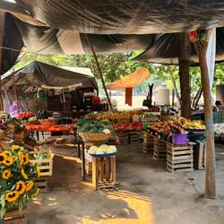 Unser Avocadolieferant🥑