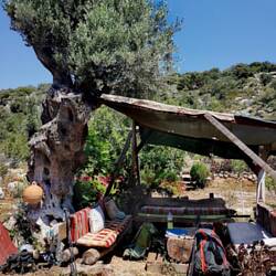 The 1000 year old olive tree is named Oliver - no joke 🤭🤭🤷‍♂️!