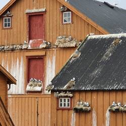Brütende Möwen am Pomormuseet