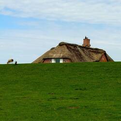 Alle Wege waren, trotz Schafen zu begehen!