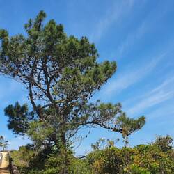 Pinien, vom Winde zerzaust