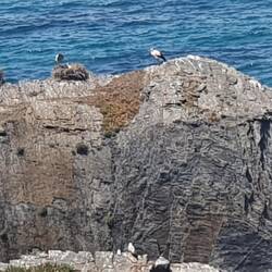 Storchennester draußen auf den Klippen