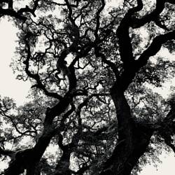 Impressive and ornate tree...