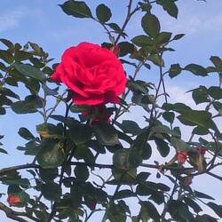 Das schönste Motiv in Sarria 😜🌹