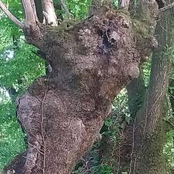 Cow-Boy Interpretation 🤔🤔🤔