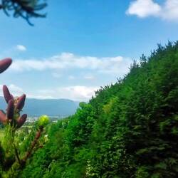 Hier hängt die Drohne im Gipfel der Kiefer in etwa 20 m Höhe.