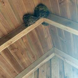 Bushaltestelle mit Schwalbennestern!