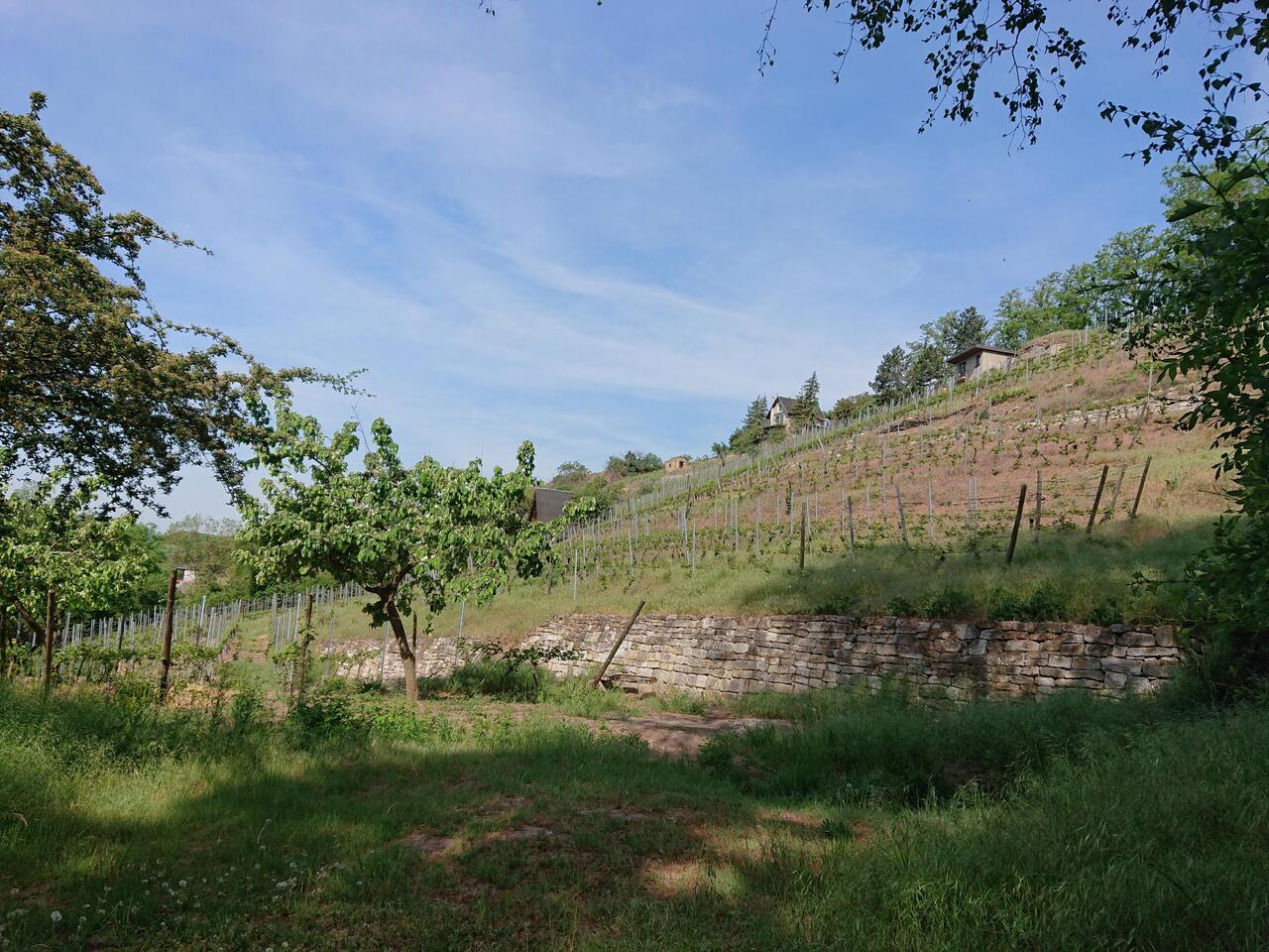 Da wächst lecker 😋 Weinchen