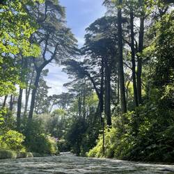 Beautiful walk thru the park