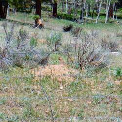 There is a prairie dog in the center