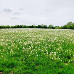 Endlose Wiesen mit Pusteblumen!