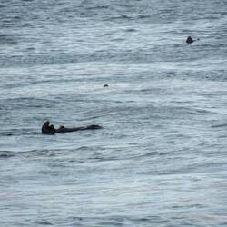 A Few of the Remaining Sea Otters