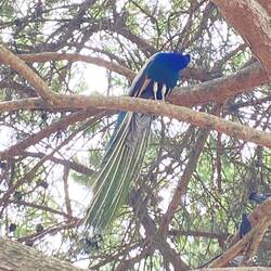 Peacocks everywhere!