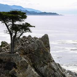The Lone Cypress
